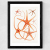 Vintage Starfish 2 Wide Black Frame