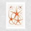 Vintage Starfish 2 Narrow White Frame