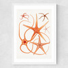 Vintage Starfish 2
