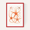 Vintage Starfish 2