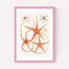 Vintage Starfish 2