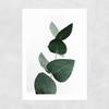 Eucalyptus 4