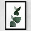 Eucalyptus 4
