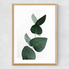 Eucalyptus 4 Medium Oak Frame