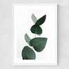 Eucalyptus 4