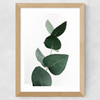 Eucalyptus 4 Wide Oak Frame