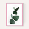Eucalyptus 4