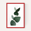 Eucalyptus 4