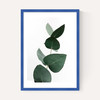 Eucalyptus 4