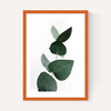 Eucalyptus 4