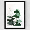 Eucalyptus 5 Wide Black Frame