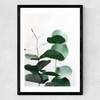 Eucalyptus 5 Medium Black Frame