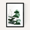 Eucalyptus 5