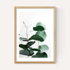 Eucalyptus 5