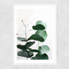 Eucalyptus 5