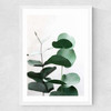 Eucalyptus 5 Medium White Frame