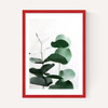 Eucalyptus 5
