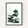 Eucalyptus 5