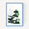 Eucalyptus 5
