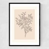 Soft Leaves II