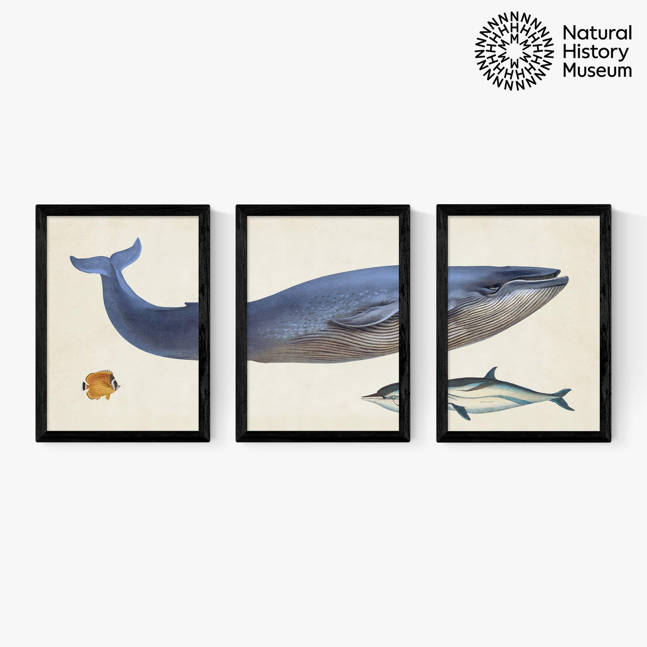 Gallery　Vintage　Museum　Natural　The　Framed　History　Whale　Set　Triptych　by　Art　Wall