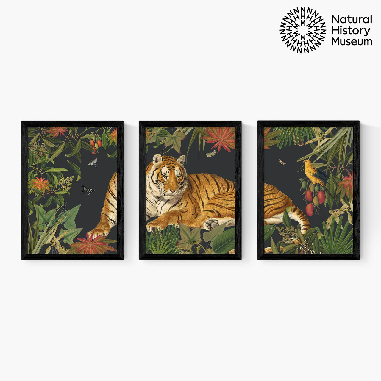 vintage tiger triptych art print set by the natural history museum in black frame