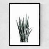 Succulent Set 1