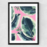 Rubber Plant Medium Black Frame