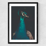 Peacock and Proud Medium Black Frame