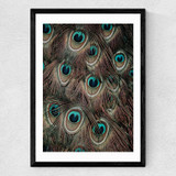 Peacock Feathers Medium Black Frame