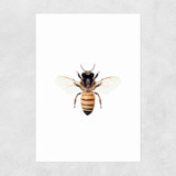 Bee by Sisi and Seb Unframed Print