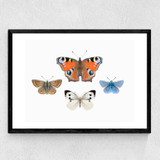British Butterflies Medium Black Frame