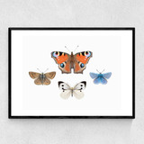 British Butterflies Narrow Black Frame