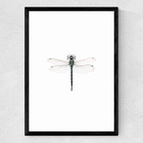 Dragonfly Medium Black Frame