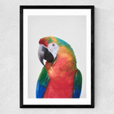 Macaw by Sisi and Seb Medium Black Frame