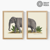 Elephant Diptych Medium Oak Frame