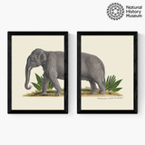 Elephant Diptych Narrow Black Frame