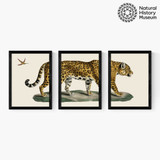 Vintage Jaguar Triptych