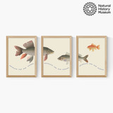 Advocate Fish Triptych Medium Oak Frame