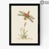 British Dragonfly and Reeds Medium Black Frame