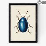 Mustard Beetle