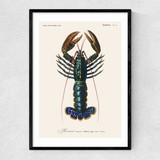 Homard Narrow Black Frame