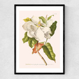 Magnolia by Aster Narrow Black Frame