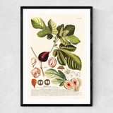 Ficus