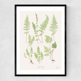 Ferns by Aster