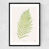 Ferns 2