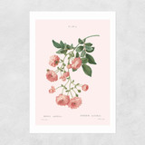 Rosier by Aster Unframed Print