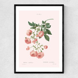 Rosier by Aster Narrow Black Frame