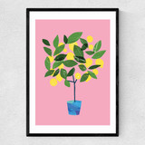 Meyer Lemon Tree