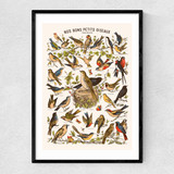 Nos bons Petits Oiseaux Narrow Black Frame